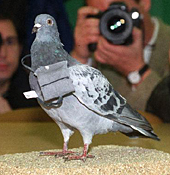 Die
                      Benutzung von Tauben als Brieftauben stammt auch
                      aus dem arabischen Raum (S.165) und sind vor der
                      Erfindung von Telegraph ("Kabel"),
                      Telefon oder Fax ein wichtiges Informationssystem
                      der Kriegsf�hrung der Oberschicht [67]