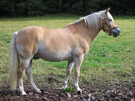 Die Europ�er
                        verf�gten �ber kr�ftige, aber nicht sehr
                        schnelle Lastenpferde, wie z.B. hier die sp�tere
                        Pferderasse "Haflinger".