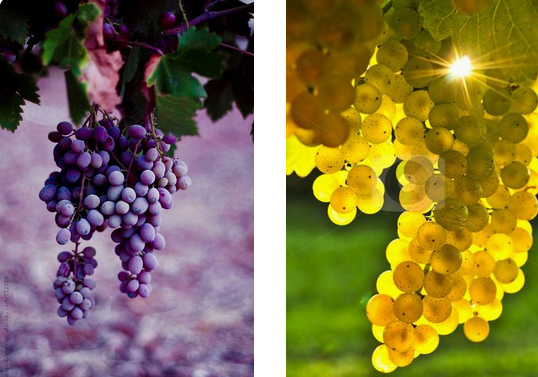 Blue and yellow grapes Blue and
yellow grapes