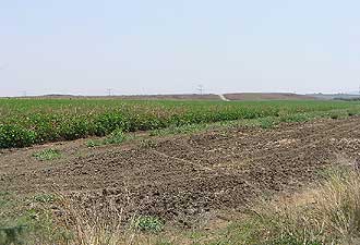 The hill of ruins of Ekron (Tell Miqne) is
                      only some meters higher than the fields