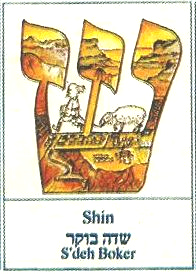 shin - S'deh
Boker shin - S'deh Boker