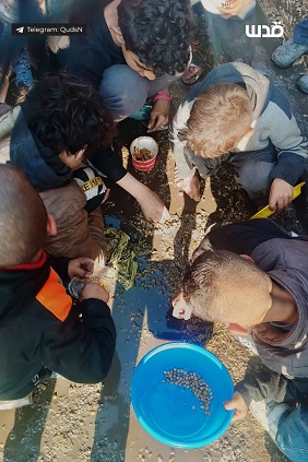 Nord-Gazastreifen-KZ am 25.2.2024
                  - 18:22h: Die Hungersnot der kr. Nazi-Zion-Armee
                  provoziert, dass pal�stinensische Kinder
                  Getreidek�rner am Boden und in S�cken suchen