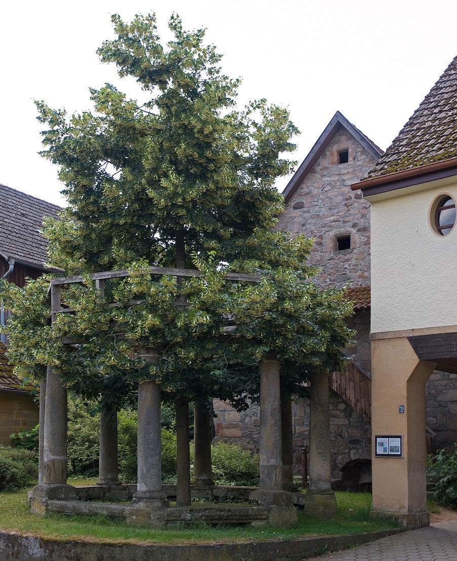 Tanzlinde am Spalier
                    in Langenstadt (Oberfranken, Bayern, 4R)