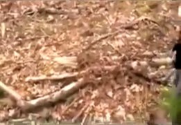 Holten (Holland), restos de
                una hoguera en el bosque 01 (2h21'47'')