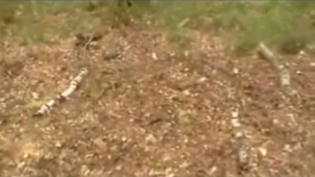 Holten (Holland),
                Scheiterhaufen mit gelegten �sten als Zeichen 02
                (2h27'26'')