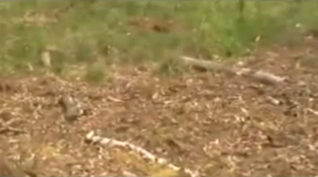 Holten (Holland),
                Scheiterhaufen mit gelegten �sten als Zeichen 01
                (2h27'17'')