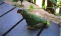 Orinoco: Gr�ner Papagei / loro verde /
                            papagayo verde / green parrot