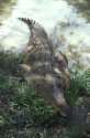 Orinoco, Venezuela : Indiowelt :
                          Flusskrokodil/ Krokodil / cocodrilo /
                          crocodile