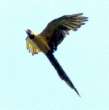 Orinoco, Venezuela : Indiowelt:
                            Arakanga-Papageien / loro Arakanga /
                            Arakanga parrot