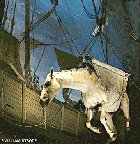 A horse is
                            in a big noose taken to the water, later it
                            will be taken to the quay of the port