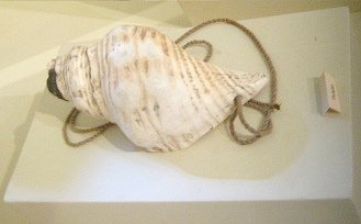 Nasca-Kultur, eine Mehrschnecke als
                        Muschelhorn "Pututo" /
                        "Pututu"