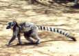 Affe Madagaskar /
                    Madagascar
