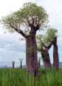 Madagaskar /
                    Madagascar: Affenbrotb�ume