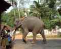 Pondich�ry / Pondicherry Elefant