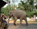 Pondich�ry / Pondicherry Elefant