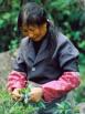 Ernte
                        Tee in China ; harvest of tea in China ; r�colte
                        du th� Chine