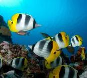 Tahiti, Tauchen im Riff und
                                    leuchtend farbige Fische