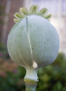 Opium-Milchsaft Opium-Milchsaft